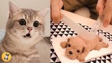 Cat Reaction to Cutting Cake - Funny Dog Cake Reaction Compilation | Pets Kingdom