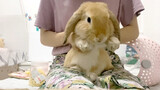 Xem video này, có thể bạn sẽ muốn có một chú thỏ!