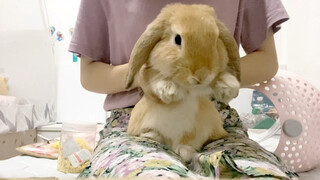You will want a rabbit after watching this video