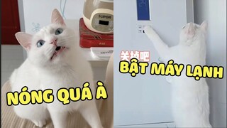 Khi bạn có HOÀNG THƯỢNG thích hóng gió máy lạnh | Pets TV