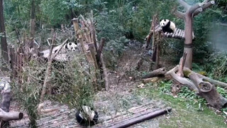 Binatang|Panda Raksasa He Ye Baru Bangun Tidur