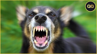 ️🏆4 Loài Chó Sở Hữu Cú Đớp Mạnh Nhất Thế Giới...Cắn Chết Cả Đàn Sói Để Bảo Vệ Con Người | KGH New