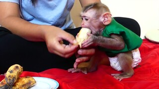 Adorable Little baby Maki Like Soft sweet banana// Baby Monkey Eating Banana Very delicious