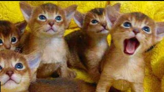 How to choose a kitten? Three ways to judge a cat’s personality, is your cat a pervert?
