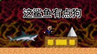 这鲨鱼真可爱！
