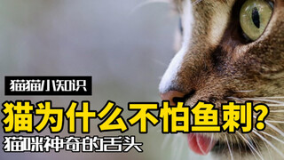 猫咪冷知识：猫吃鱼，为什么不会卡刺？