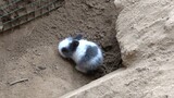 A Rabbit Giving Birth to Babies in A Burrow