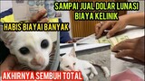 Mengharukan Kucing Jalanan Ekornya  busuk Akhirnya Pulang Dari Klinik ..!
