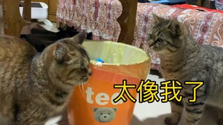 老公把别人家猫当自己家猫抱回来了，笑死了哈哈哈