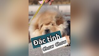 Đặc tính chó Chow Chơ - chú chó như con gấu quý sì tộc! thucung pet nuoidaythucung chó chó_cưng thucungdethuong thucungvuinhon kcbweb
