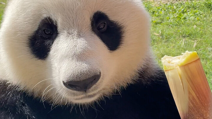 The newly arrived big bamboo shoots were unboxed and tasted, and the kids next door were so greedy t