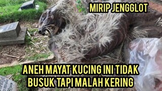 Kebesaran Allah Kucing Mati Ini Tidak Busuk Melainkan Masih Utuh Padahal Sudah lama Mati..!