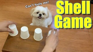 Dog Plays Shell Game Like A Pro! (Cute & Funny ShihTzu Dog Video)