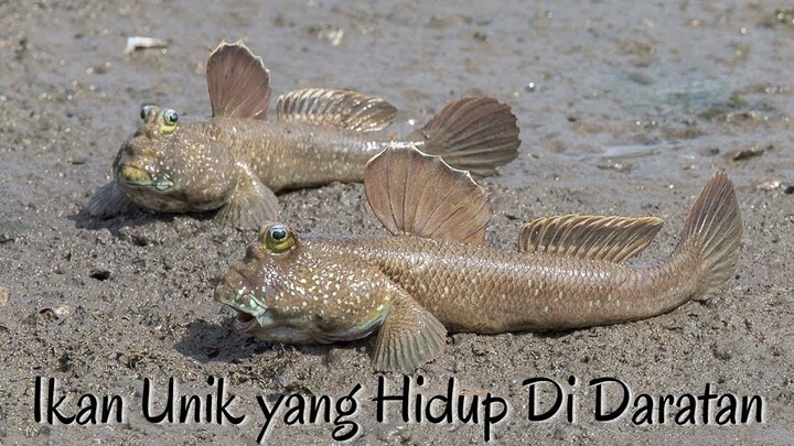 Ikan Tembakul Si Ikan Unik yang Hidup di Daratan #dunialaut #ikanunik #ikananeh