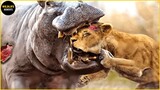 Hippo Bites Lion's Head Off And What Happens Next | Lion Injured