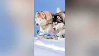 How many of these breeds had you heard of before this video? LearnOnTikTok dogsoftiktok tiktokdogs 