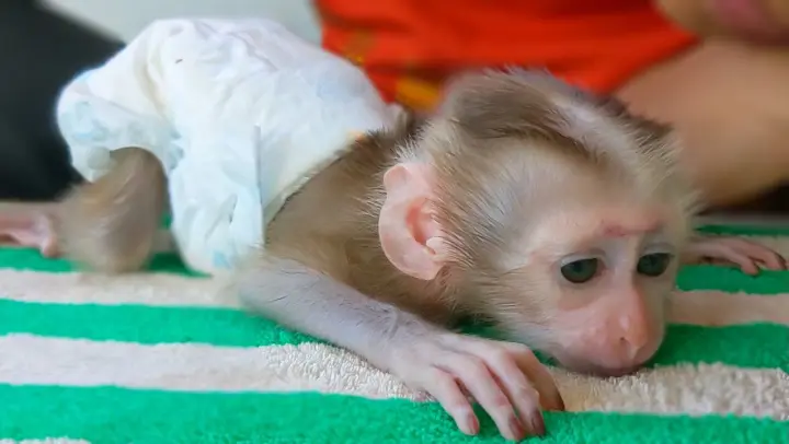 Smart Baby Monkey Luca keeps very manners & silently when Mom gently comforts him