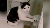 TRY NOT TO LAUGH WATCHING FUNNY CAT FAILS VIDEOS 2021 - Daily Dose of Laughter!