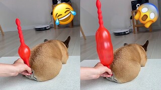 TRY NOT TO LAUGH WATCHING FUNNY DOG FAILS VIDEOS 2021 #2 - Daily Dose of Laughter!