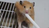[Động vật]Hamster chơi với ống hút siêu yêu