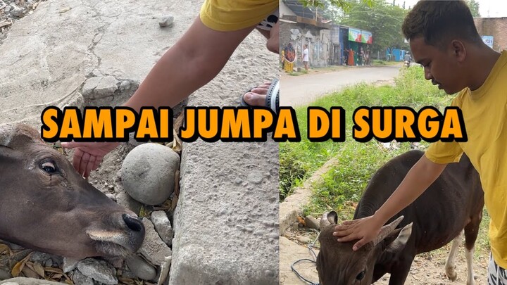 DETIK-DETIK YUSUF DI POTONG | VLOG DANGNGA SONGKENG NA TACO #49