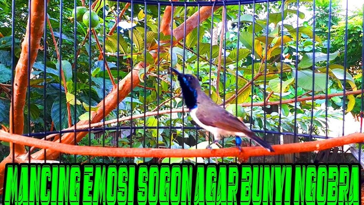 Pancingan Sogon Gacor Agar Emosi Bunyi Ngobra...!!!