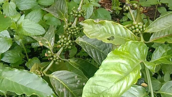kebun kopi 😁
