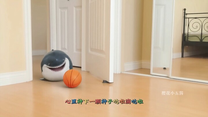 可爱的鲨鱼宝宝