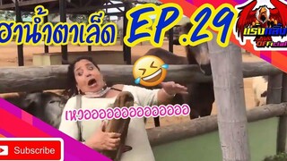 รวมคลิปตลก คลายเครียด ทั้งขำทั้งสงสาร EP29 ที่อดอมยิ้มไม่ได้ Jokes in everyday life