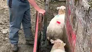 Sorting Ewes and Lambs