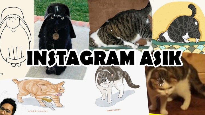 REKOMENDASI INSTAGRAM YANG WAJIB DI FOLLOW PECINTA KUCING