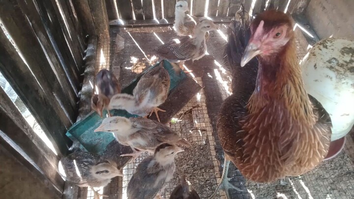 9 chicks with a good quality hen. double wingband hen