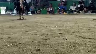 Balik sa nanay 3/4 Kelso 1/4 Peruvian