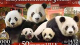 【Panda】Happy Panda Family