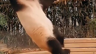 Animal funny moments 😂😀