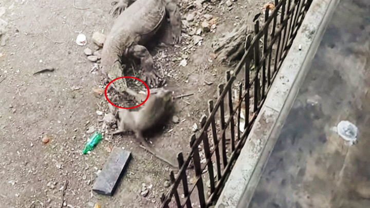 Lima ekor komodo memakan monyet.