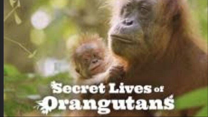 Secret Lives of Orangutans Full Movie