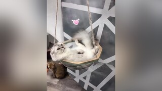 😻 Có cãi võng xịn xò nằm đã quá hé 🤣🥰😻😽 Pet tikok xuhuong fyb Meow meocute