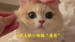 一只拥有卡姿兰大眼睛的小甜猫“薄荷”