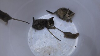 Train the Cats with Two Mice 