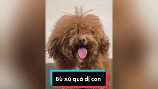 Chàng trai bù xù 🤣 LearnOnTikTok lamdep bienhoa thucung poodle