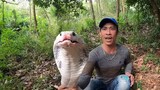Rắn Hổ Mang Trắng Như Tuyết Giá tiền tỷ săn bắt ẩm thực vùng cao - albino cobra p2