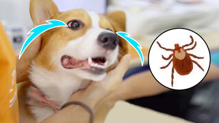 [Hewan]Corgi Tak Sengaja Digigit Kutu