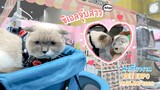ชิเอลจุ๊บสาว!! Vlog แบบแมวๆ งาน Pet Expo 2020  | ชิเอลแมวมึน