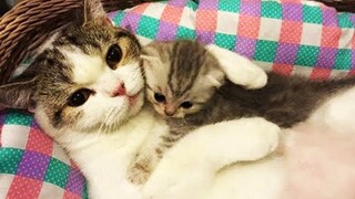 OMG So Cute Cats ♥ Best Funny Cat Videos 2021 #132