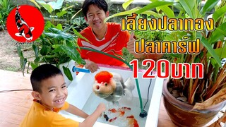 เลี้ยงปลาทองปลาคาร์ฟในงบ 120บาท l LOW COST POND DIY l คุณพ่อคราฟ