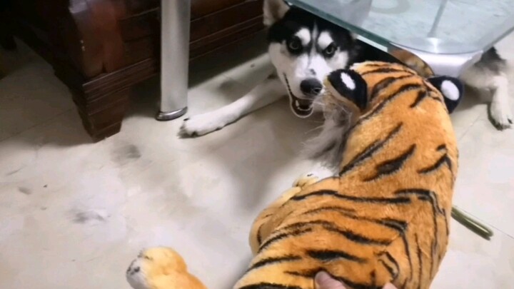 哈士奇正在睡觉，主人突然往二哈身边丢了只老虎，这可把二哈吓坏了！