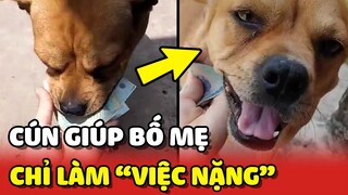 Chú chó chuyên giúp bố mẹ "LÀM VIỆC NẶNG" trong nhà 😂 | Yêu Lu