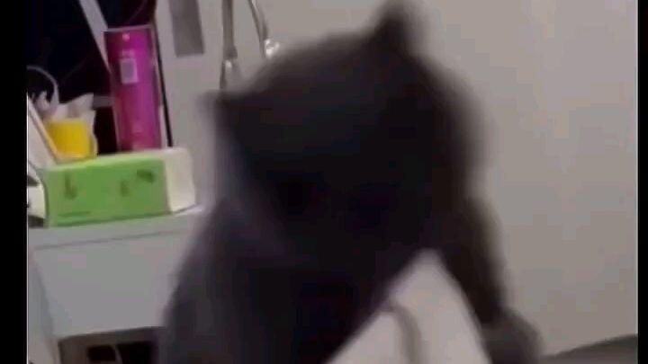 Funny cat