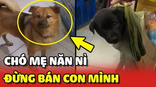 Chó mẹ NĂN NỈ chủ ĐỪNG BÁN CON MÌNH khi thấy người ĐẾN MUA | Yêu Lu